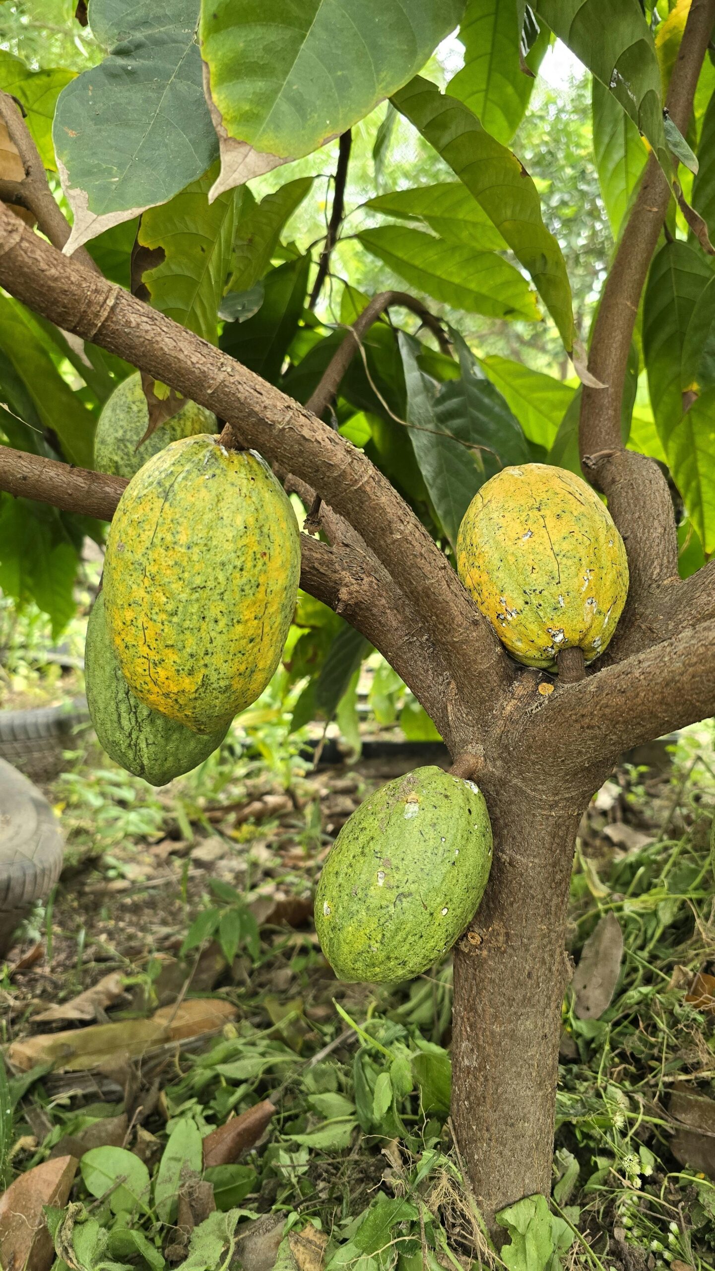 Agriculture
